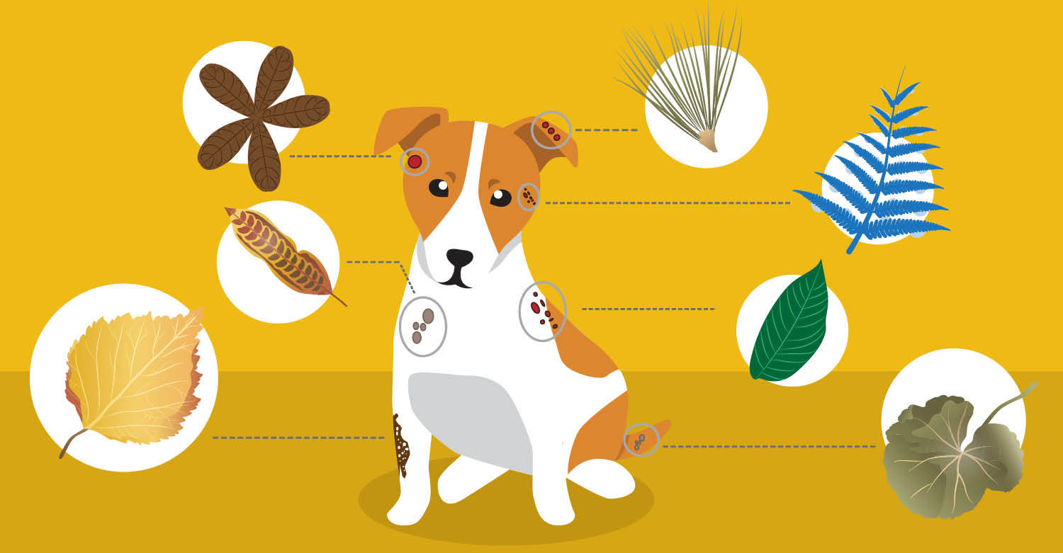 product-807-412 Burdock root for dog
