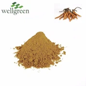 Wellgreen Supply Gesunder Bio-Cordyceps Sinensis-Extrakt 10% -50% Polysaccharide