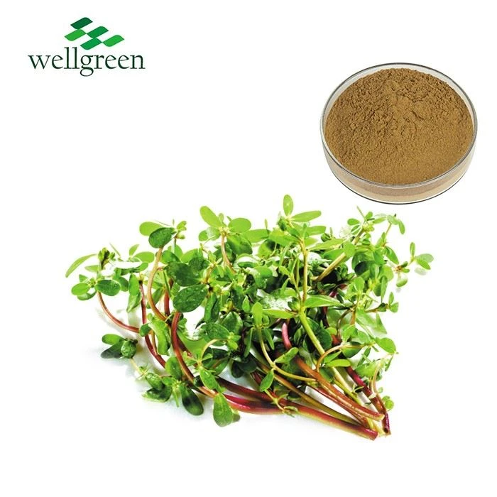 Purslane Extract Powder